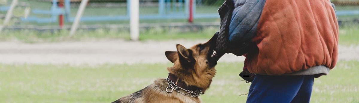Why Filing for a Dog Bite Injury Claim Is Essential?