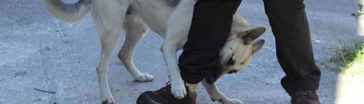 What Legal Action Applies to Repeated Dog Attacks in Perth?